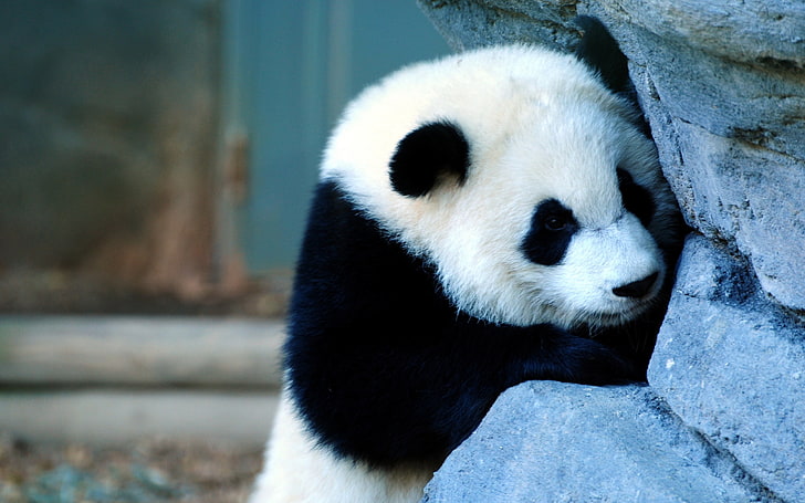 white and black panda, wall, sadness, baby, panda - Animal, bear
