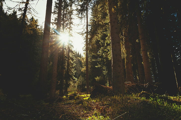 forest, sunlight, HD wallpaper