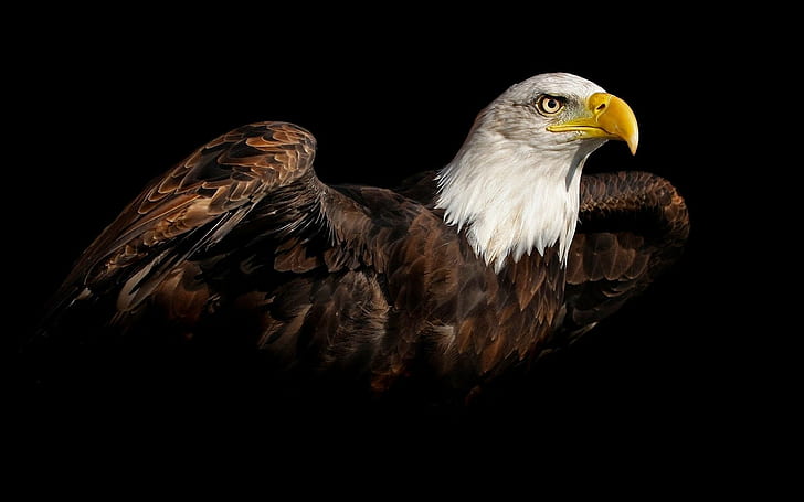 nature, birds, bald eagle, simple background, HD wallpaper