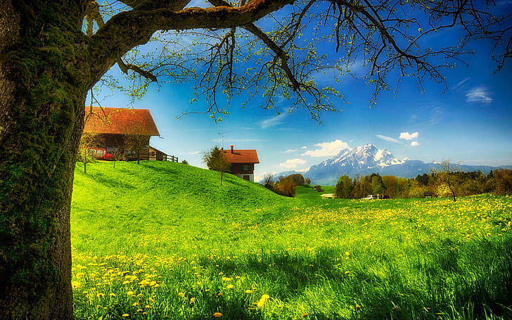 Spring greens, houses, grass, mountains, flowers, tree, meadow, sunny, HD wallpaper