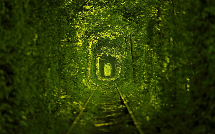 tunnel, leaves, railway, trees, nature, green