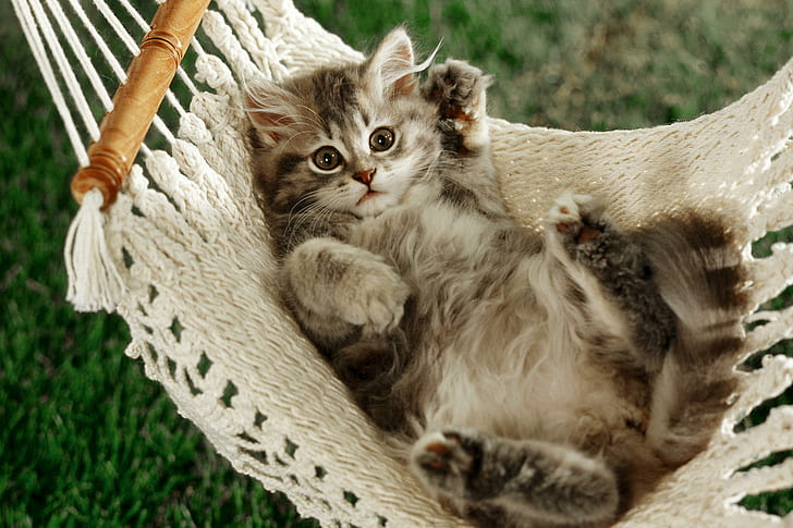Cute kitty, animals, HD wallpaper