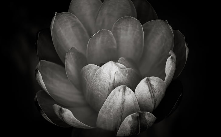 How Did You Know I Needed You So Badly, grayscale photography of flower