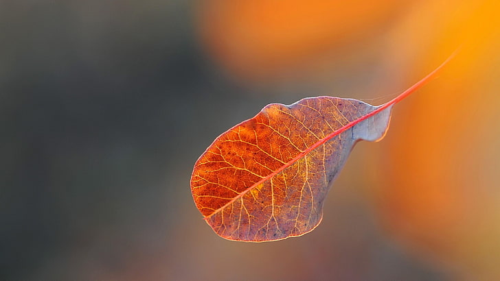 macro, leaf, autumn, close, close-up, leaf veins, blurry, nature, HD wallpaper