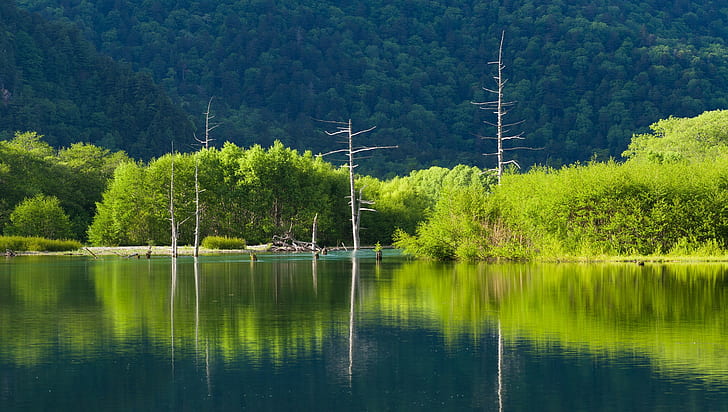 landscape, lake, dead trees, reflection, green, HD wallpaper
