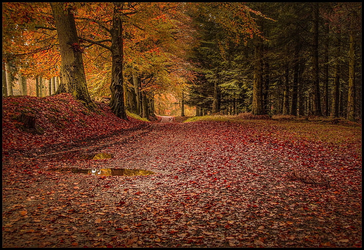 maple trees digital wallpaper, forest, leaves, rain, fall, path