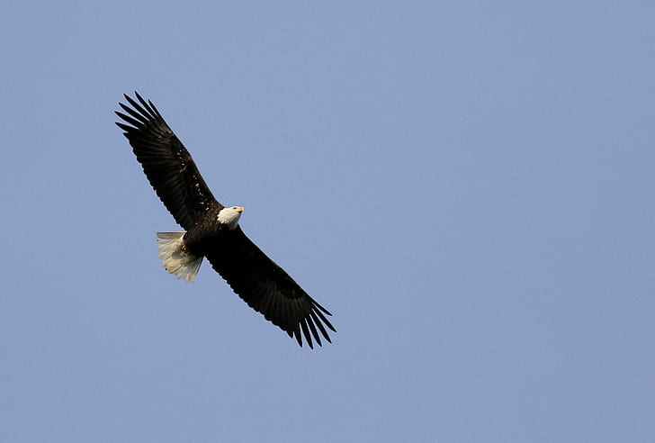 Bald Eagle flying during daytime, bird, wildlife, nature, animal