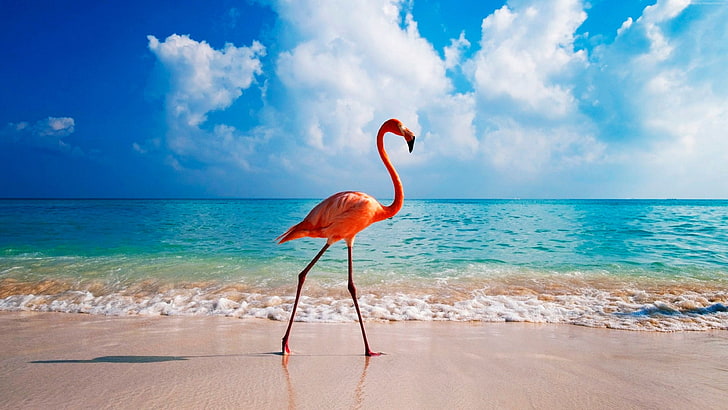 bird, 4K, flamingo, ocean, beach
