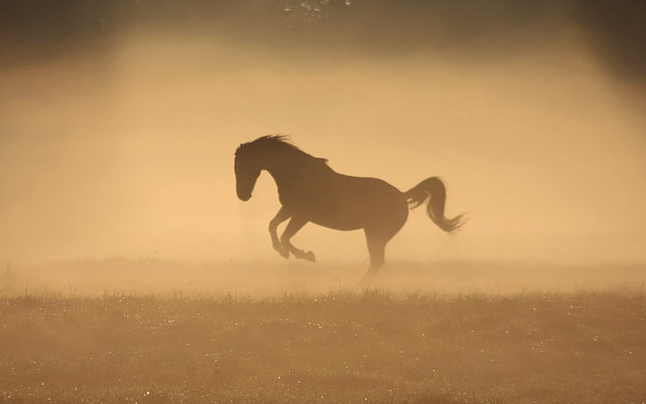 silhouette photo of horse, nature, animals, mammal, domestic animals, HD wallpaper