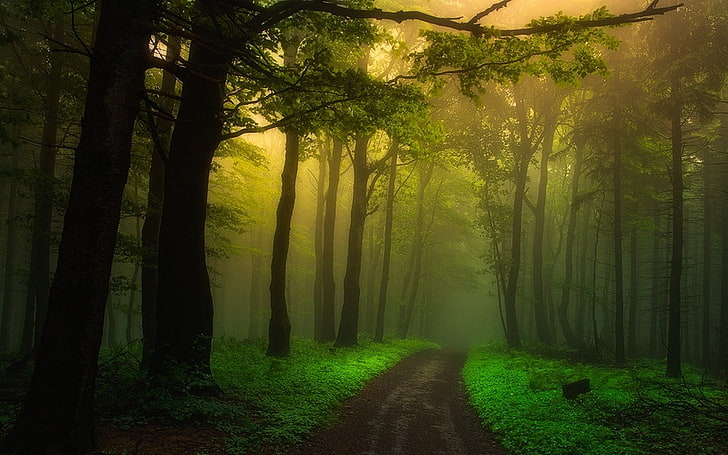 green forest, nature, landscape, dirt road, mist, path, trees