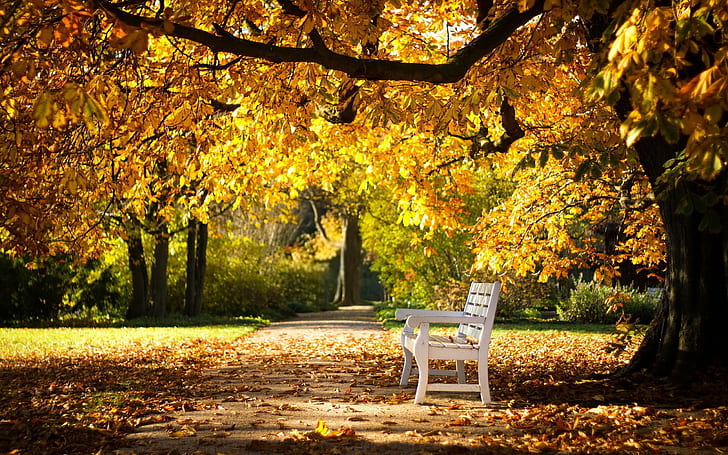 Autumn Park Bench, track, falling leaves, HD wallpaper
