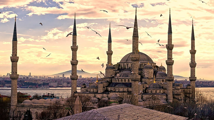 gray mosque, flock of birds above Sultan Ahmed Mosque, Istanbul Turkey during golden hour