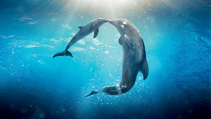 Dolphin cool pictures 1080P, 2K, 4K, 5K HD wallpapers free download |  Wallpaper Flare