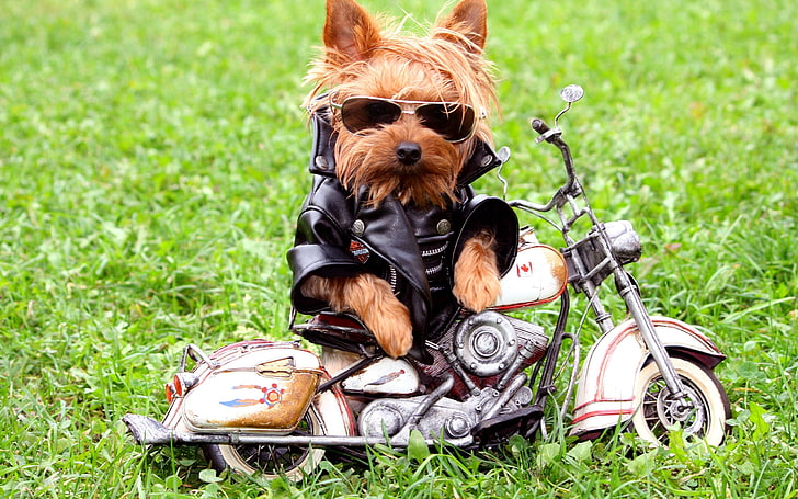 Yorkshire terrier, dog, biker, jackets, leather jackets, grass, HD wallpaper