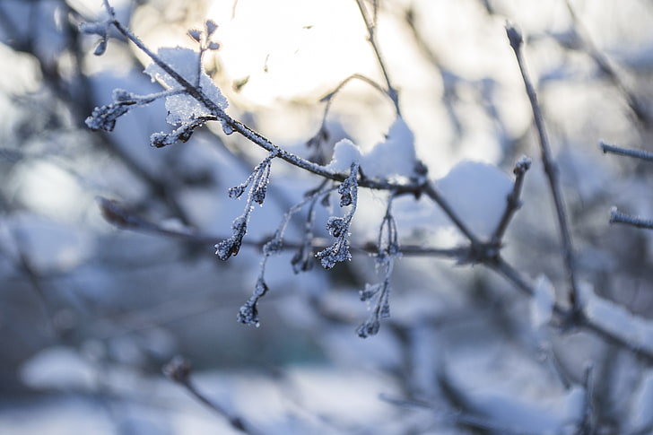 winter, snow, seasons, nature, frost, macro, cold temperature
