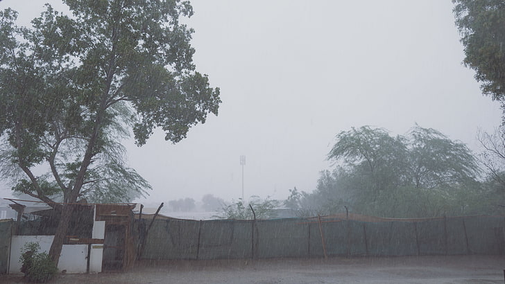 rain, gloomy, tree, plant, fog, nature, no people, architecture, HD wallpaper