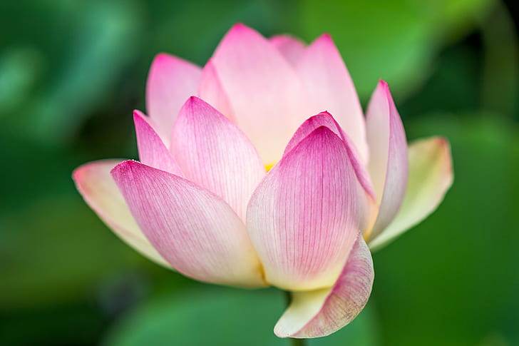 selective focus photography of pink lotus flower, lotus, lotus  flower