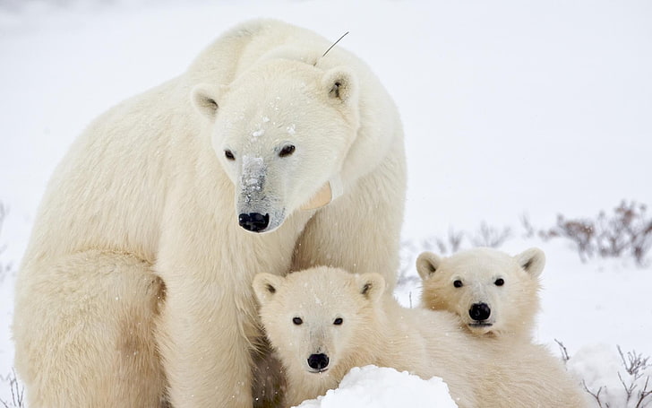 two white bear plush toys, global warming, Arctic, polar bears, HD wallpaper