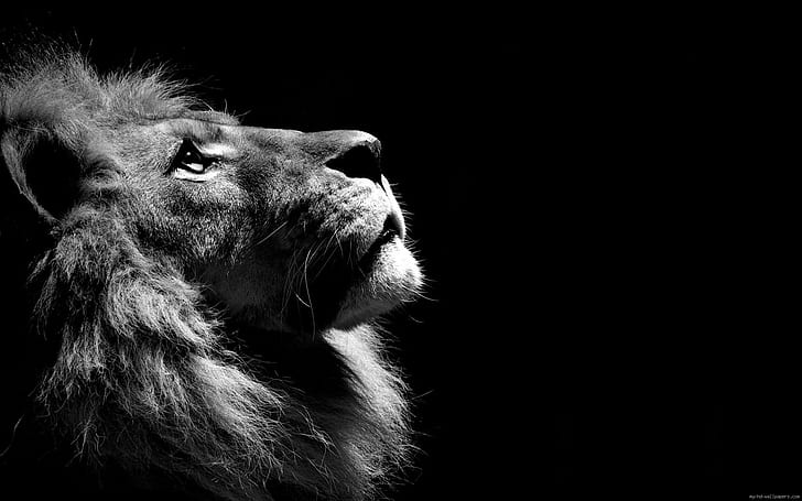 Black and white Lion, lion grayscale photography, animal