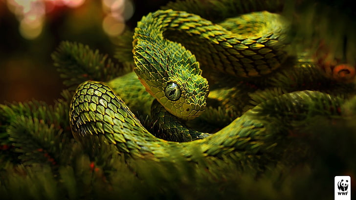 green pit viper selective focus photography, snake, reptiles