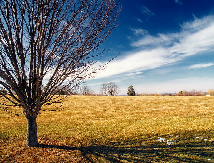 landscape photo gray of bareless tree with grass, Louise, Moore County, HD wallpaper