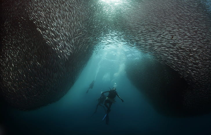 underwater, shoal of fish, divers, HD wallpaper