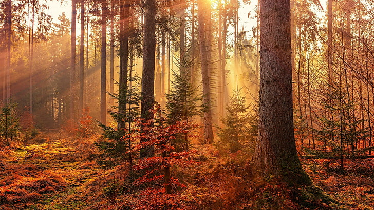 forest, sunbeam, sun ray, woodland, autumn, vegetation, wilderness, HD wallpaper