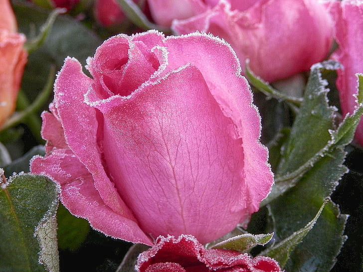 pink rose flower macro photography, Kalt, rot, frozen, cold, beauty, HD wallpaper