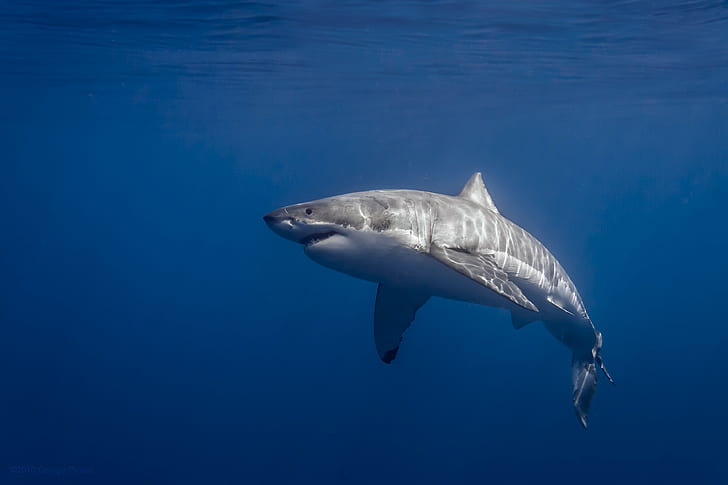 photography, Great White Shark, sunlight, sea, HD wallpaper