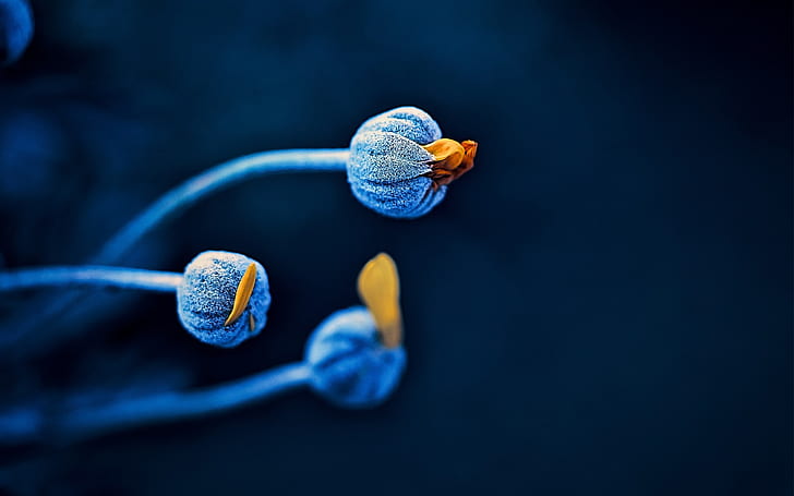 Flower buds, blue, black background, close photo of blue-and-yellow flower buds, HD wallpaper