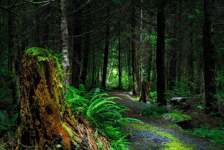 green Boston fern plant, forest, path, trees, vancouver island, HD wallpaper