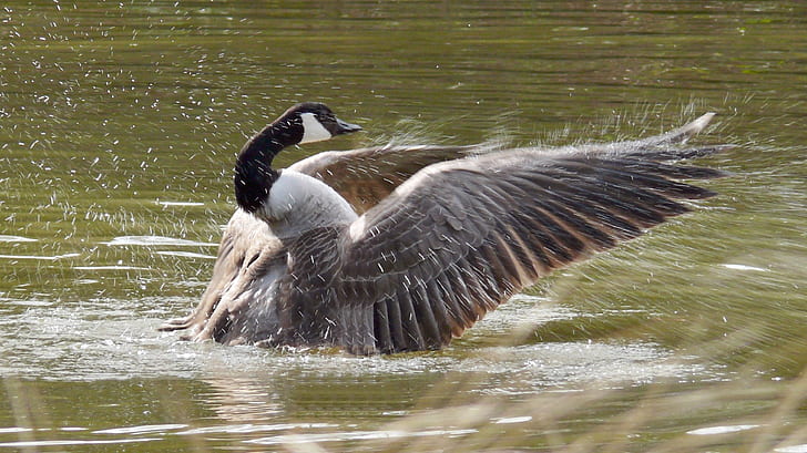 photo of gray and black duck on body of water, canada goose, branta, canada goose, branta