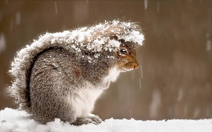 brown squirrel covered with snow, photography, animals, cold temperature, HD wallpaper