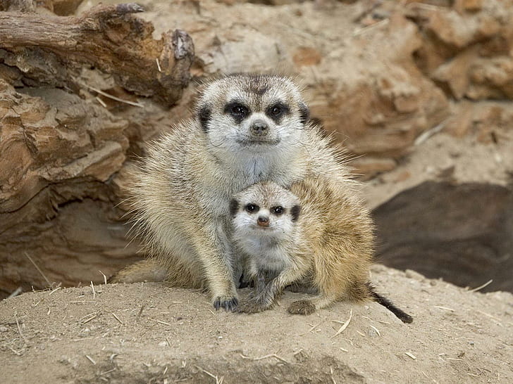 Meerkat Mother Cub, animal, africa, animals