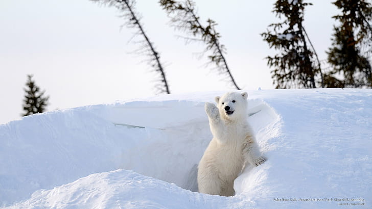 Polar Bear Cub, Wapusk National Park, Churchill, Manitoba, Animals, HD wallpaper