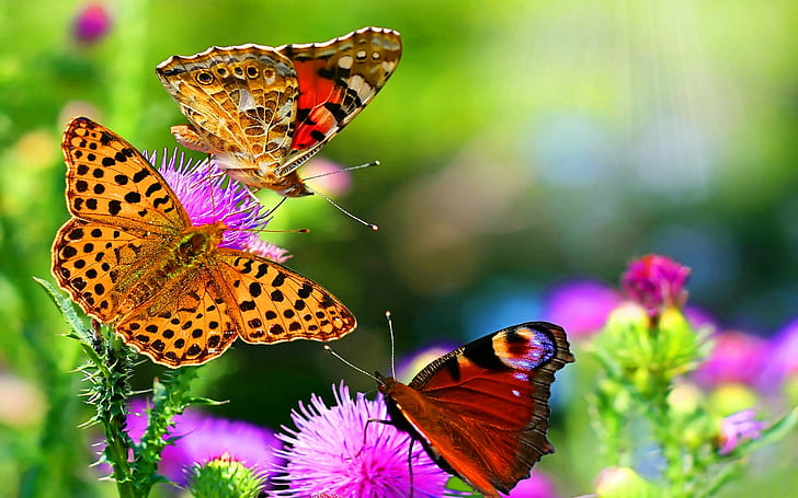 butterfly, animals, insect, colorful, wildlife, flowers, pink flowers