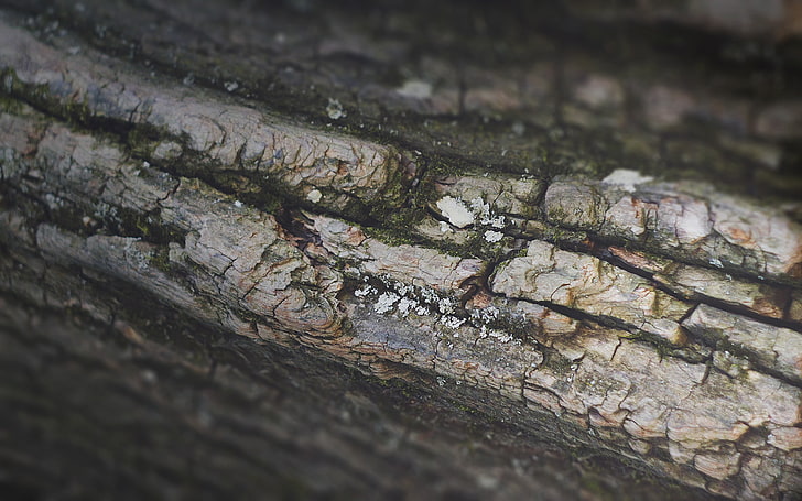 nature, trees, wood, bark, selective focus, wood - material, HD wallpaper