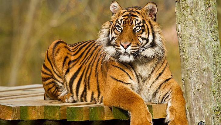 high resolution tiger, feline, big cat, animal wildlife, animal themes, HD wallpaper