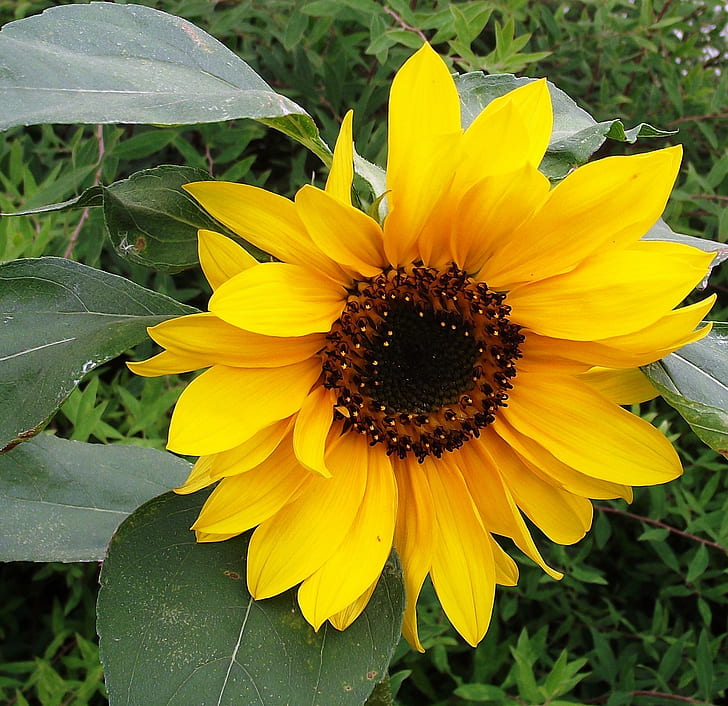 Sunshine Soul♥, brilliant, flowers, yellow, happy, sunflower, HD wallpaper