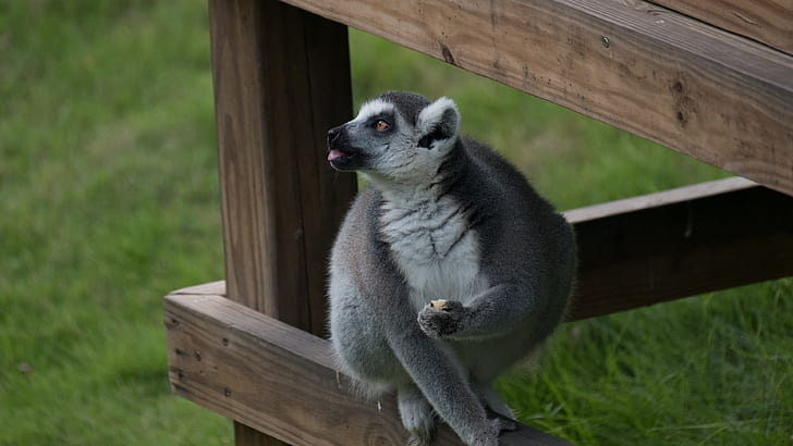 Lemur photography, HD wallpaper