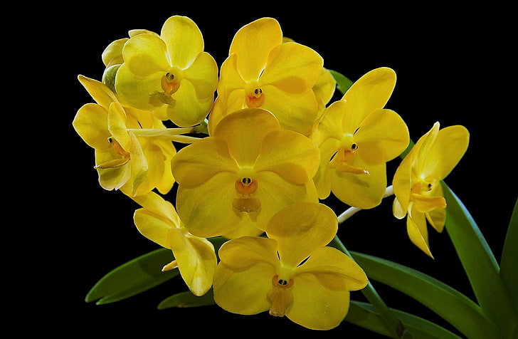 yellow petaled flowers, orchid, exotic, black background, nature, HD wallpaper