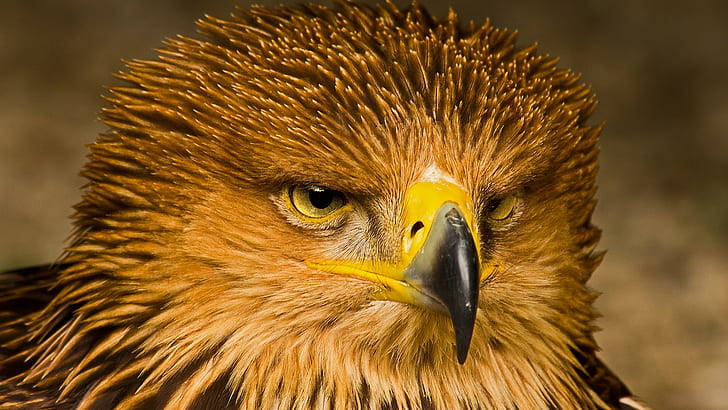 animals, birds, eagle, HD wallpaper