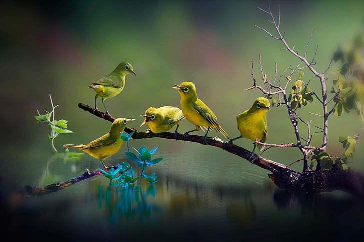 HD wallpaper: birds, animals, nature, water | Wallpaper Flare