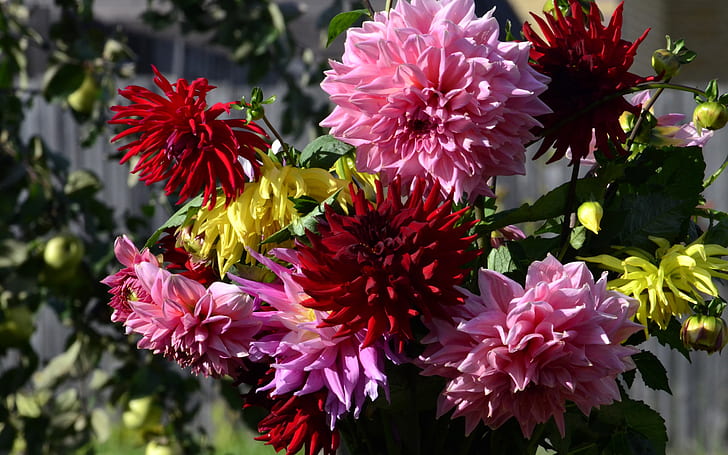 Dahlias, red and pink flowers, HD wallpaper