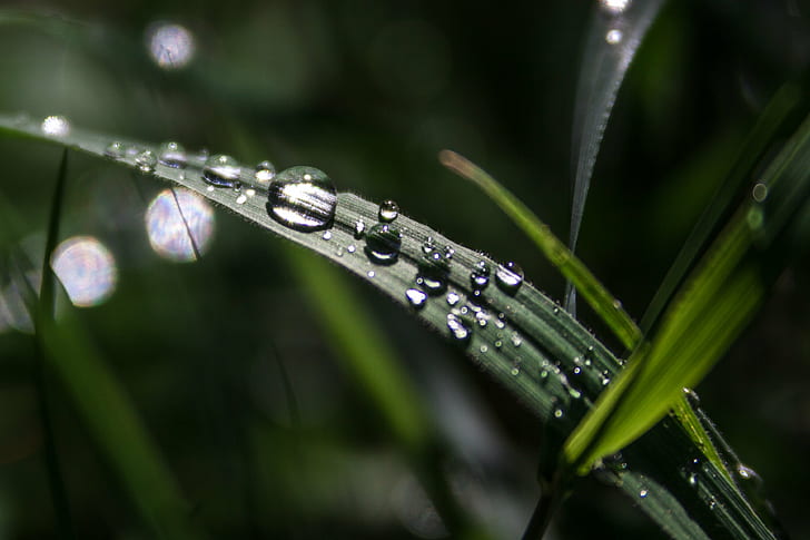 closeup photo of water dew on green leaf, Drops, grass, rain  water, HD wallpaper