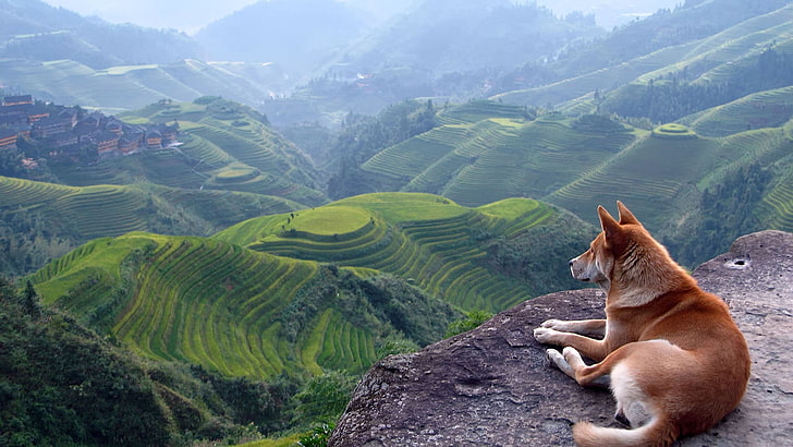 dog, landscape, Shiba Inu, Terraces