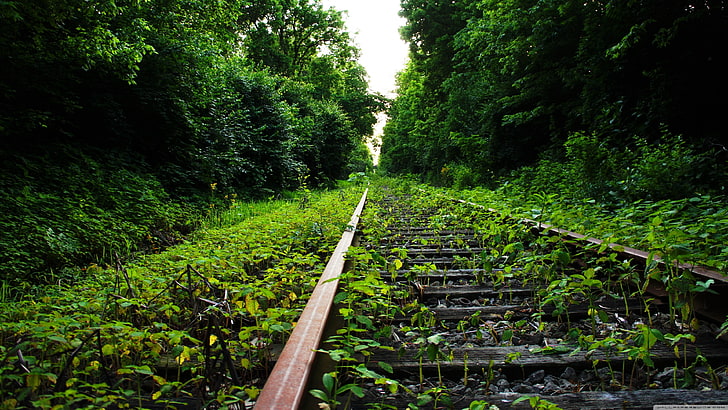 brown metal train rail, trees, railway, nature, plants, abandoned, HD wallpaper