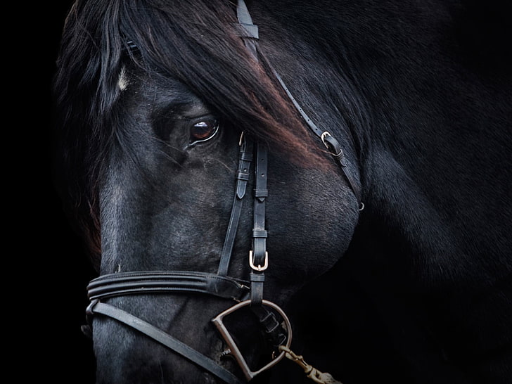 black horse, portrait, animals, mammal, animal themes, domestic animals, HD wallpaper