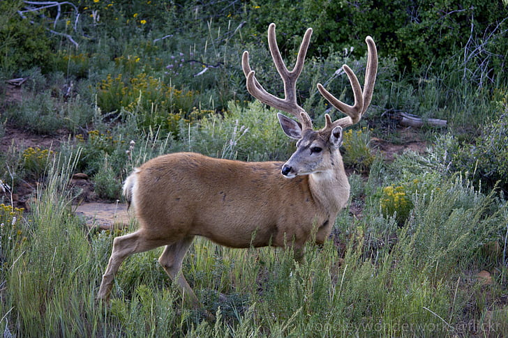 brown rein deer, buck, buck, ten, point, mule deer, buck  brown, HD wallpaper