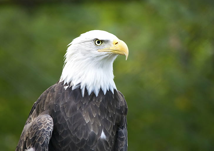 white and black eagle, Bald Eagle, potter  park  zoo, beak, feathers